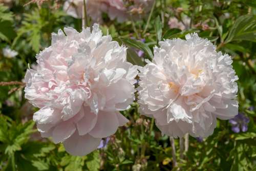 Flower Summer Garden Thriving Beauty