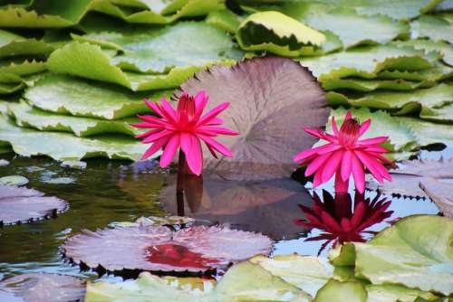 Flower Water Lily Red Pond Nature Aquatic Plant