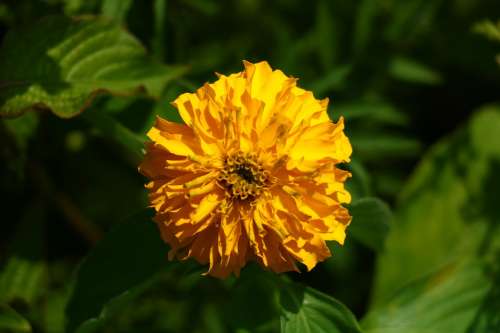 Flower Yellow Green Blossom