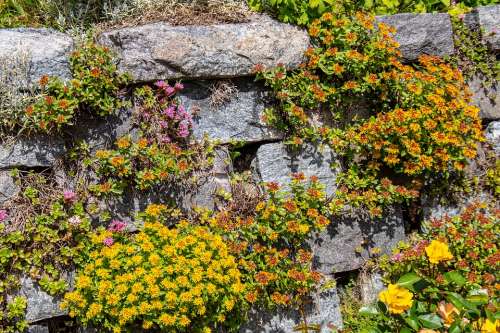Flower Stone Wall Summer Sunshine