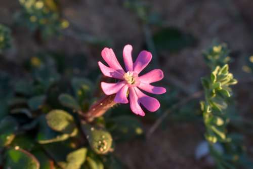 Flower Formentera Molinet Color Rosa
