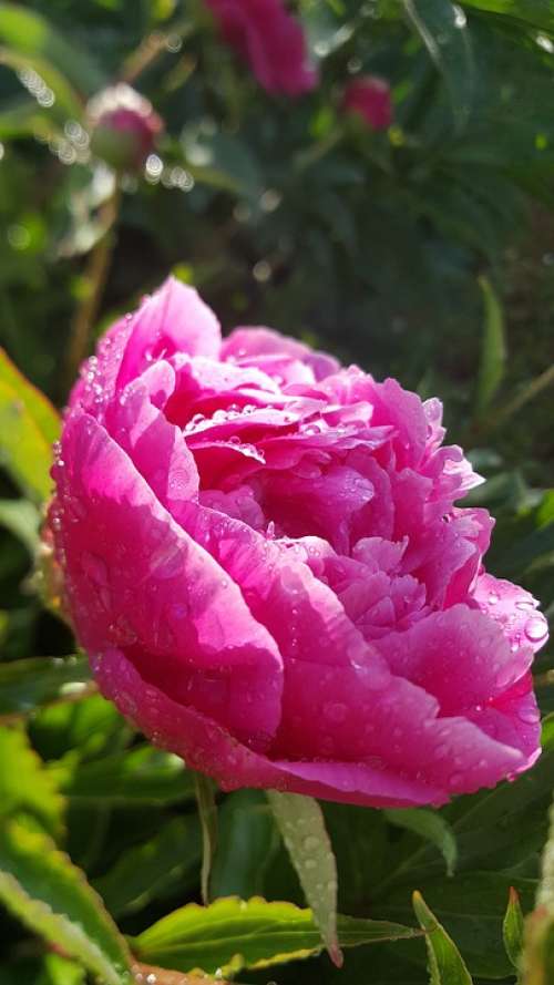Flower Peony Pink Flower Garden Morgentau