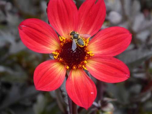 Flower Bee Insect Honey Red Yellow Blossom Bloom