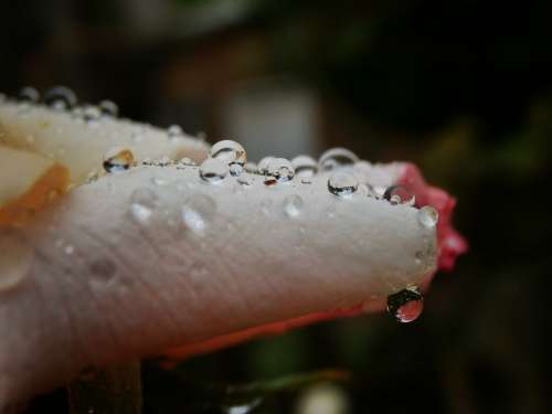 Flower Flowers Petals Petal Drops Rain Rosa