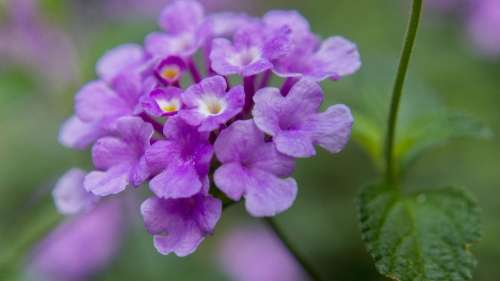 Flower Purple Petals Nature Blossom