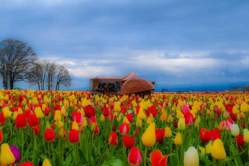 Flower Tulip Tractor Spring Nature Bloom Red