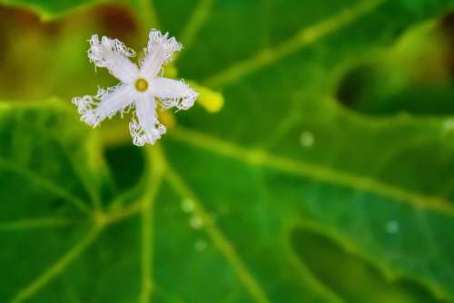 Flower Nature Field Agriculture Botanical