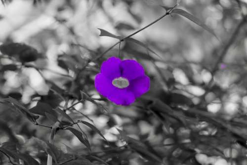 Flower Purple Lovely Silent Pure Beautiful