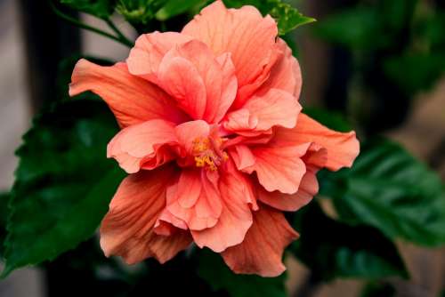 Flower Hibiscus Blossom Tropical Bloom Floral