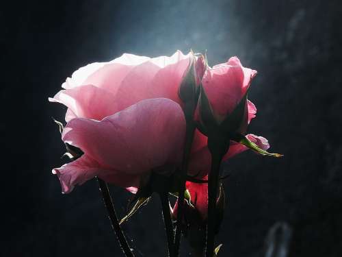 Flower Flowers Pink Rosa Roses Petal Petals