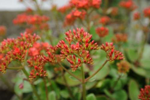 Flower Red Garden Green Colorful Background