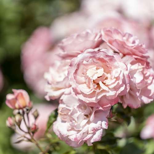 Flower Roses Rose Bloom Nature Blossom Romantic