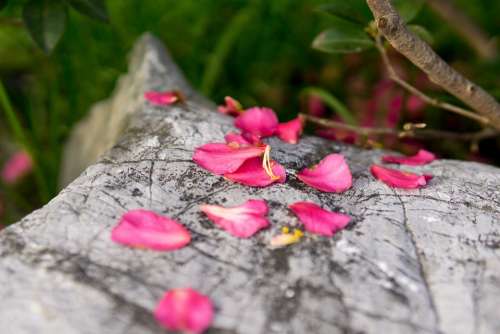 Flower Red Petal Rock