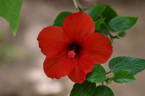 Flower Red Morocco Flowers Nature Garden Poppy