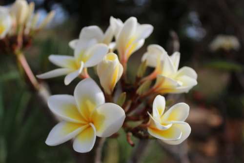 Flower White Spring Garden Flourish Botany