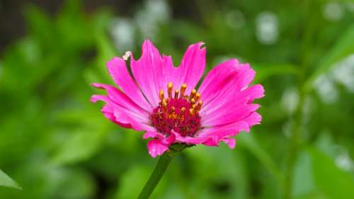 Flower Zinnia Garden Blooming Summer Pink Nature