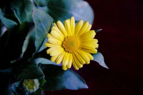 Flower Yellow Bloom Color Natural Macro Season