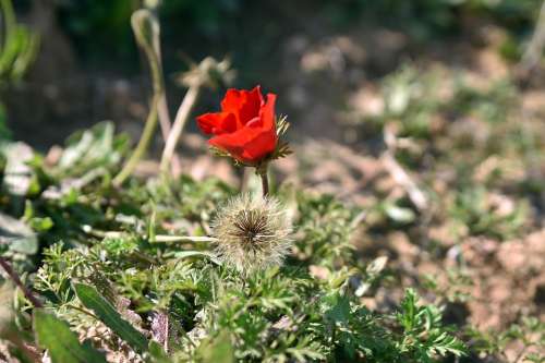 Flower Nature Poppy Flora Leaf Husk Growth Petal