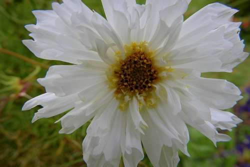 Flower White Nature Beauty