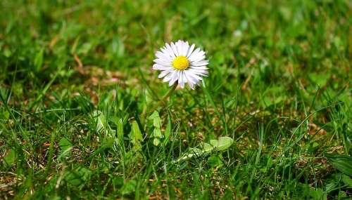 Flower Daisy Nature Grass