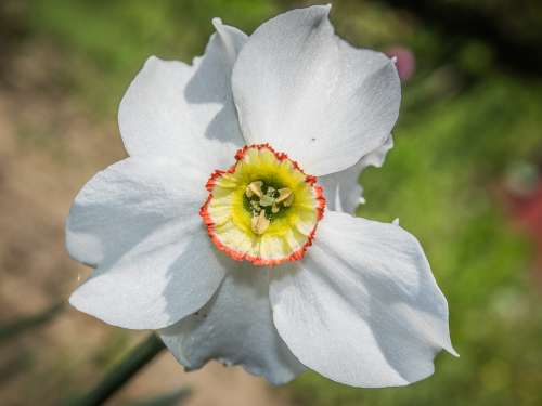 Flower Daffodil Garden Flora White Yellow