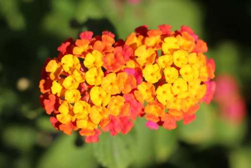 Flower Yellow Flowers Nature Spring Summer Plants