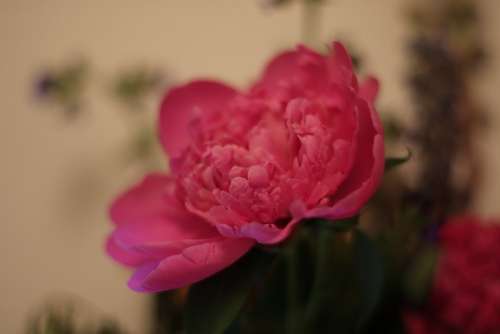 Flower Peony Pink Spring Flora Garden Romantic