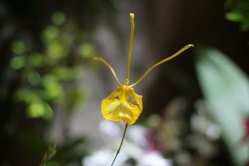 Flower Orchid Plant Flora