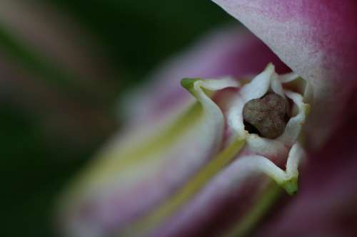 Flower Bud Stargazer Lily Stamen Petals Closed