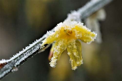Flower Frost Icy Branch Yellow