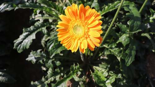 Flower Portrait Sunflower Plant Nature Ecology