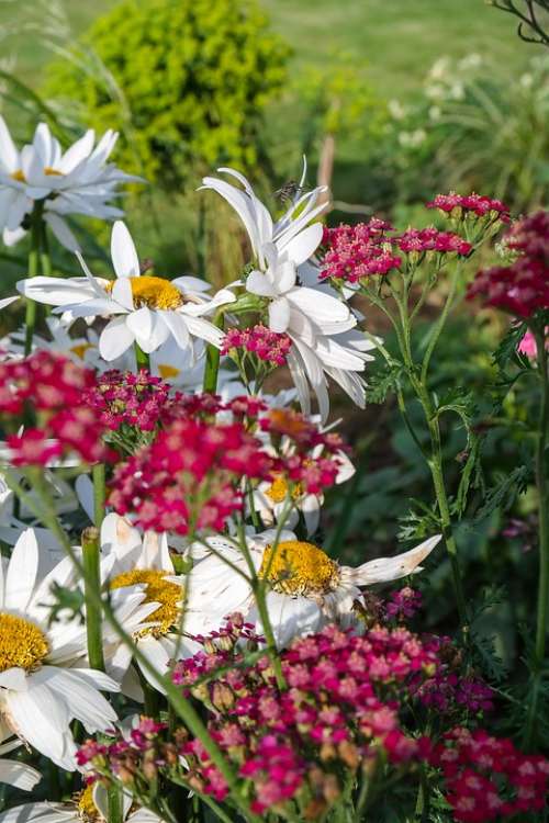 Flower Marguerite Garden Blossom Bloom