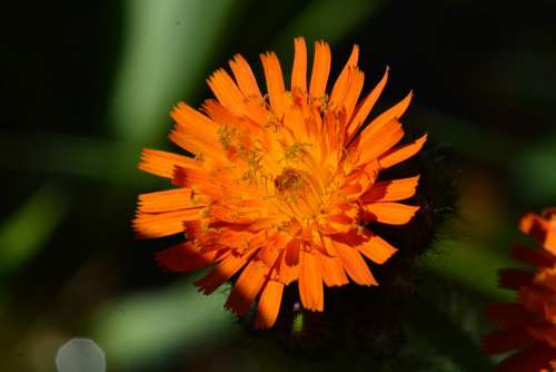 Flower Orange Macro Natural Garden Summer Petal