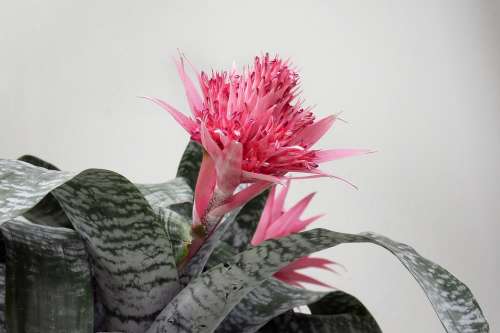 Flower Pink Grey Flora Bloom