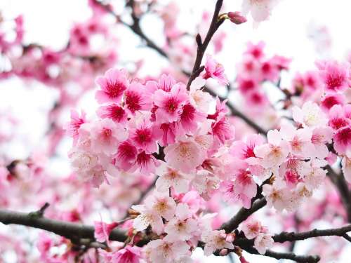 Flower Plant Cherry Blossom Yoshino Cherry