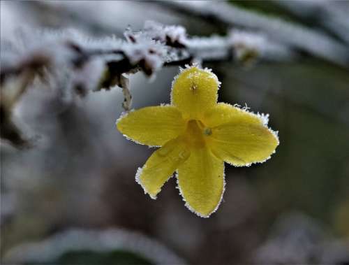 Flower Yellow Snow Icy Garden Winter Frost