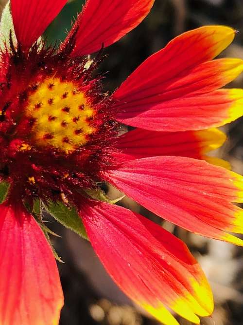 Flower Red Flowers Pistil