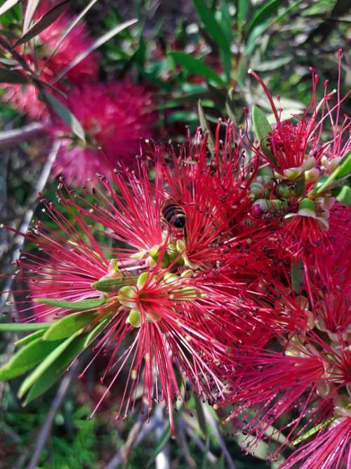 Flower Plant Needle Nature Flora Bee Animal