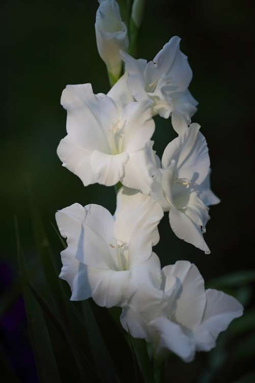 Flower Floral Plant White Gladiolus Nature