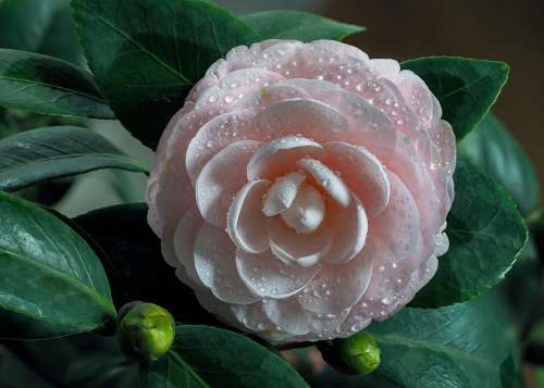 Flower Flower Tea Throat Frost