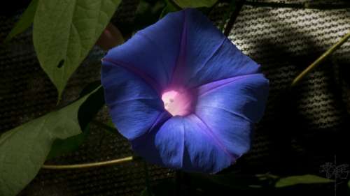 Flower Blue Blossom Bloom Plant Close Up Purple