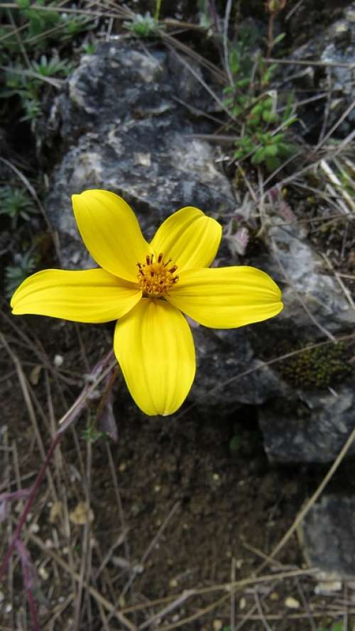 Flower Yellow Petal Flora Plant Nature Floral