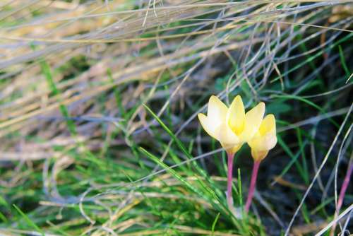 Flower Crocus Spring Nature Plant Blooming White