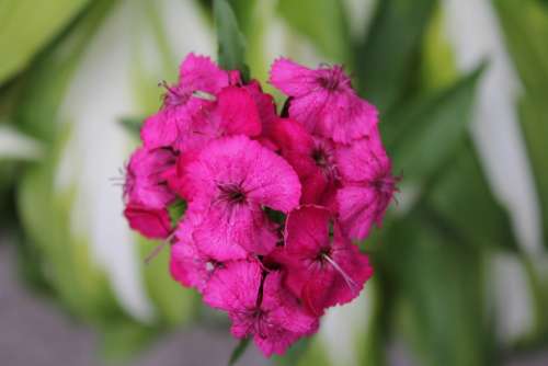 Flower Pink Blossom Bloom Nature Plant Bloom