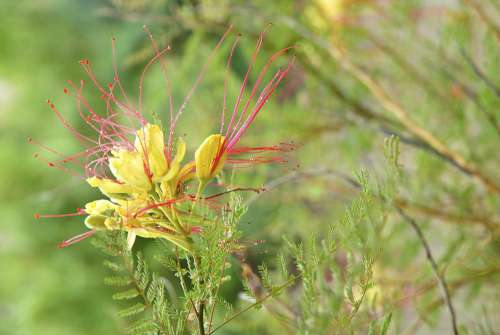 Flower Spring Flora Plant A Fairy Tale Beautiful