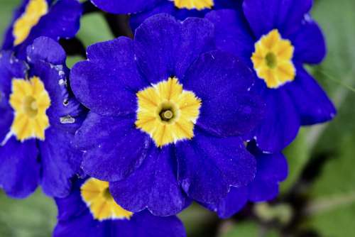 Flower Flowers Flower Thought Blue Color Massif