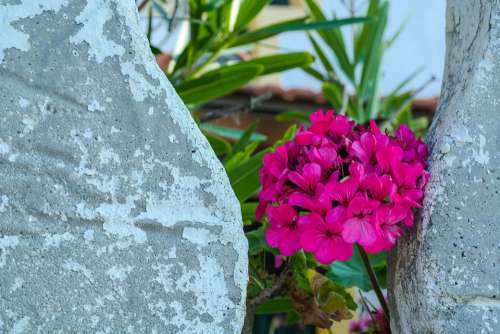 Flower Blossom Bloom Geranium Hidden Garden Pink