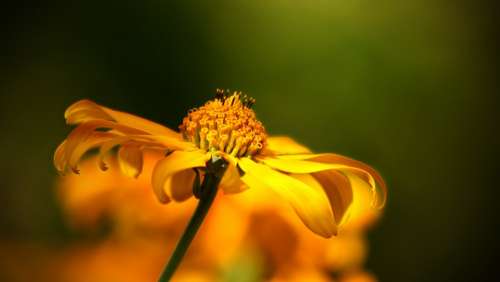 Flower Wild Flower Yellow Orange Nature Bloom