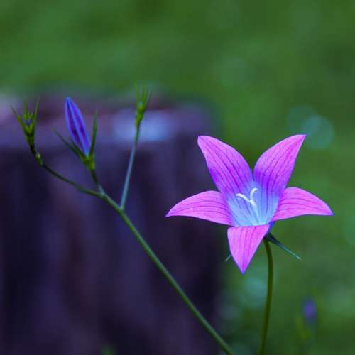 Flower Purple Floral Plant Flora Bloom Blossom