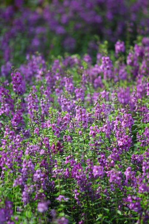 Flower Purple Plant Natural